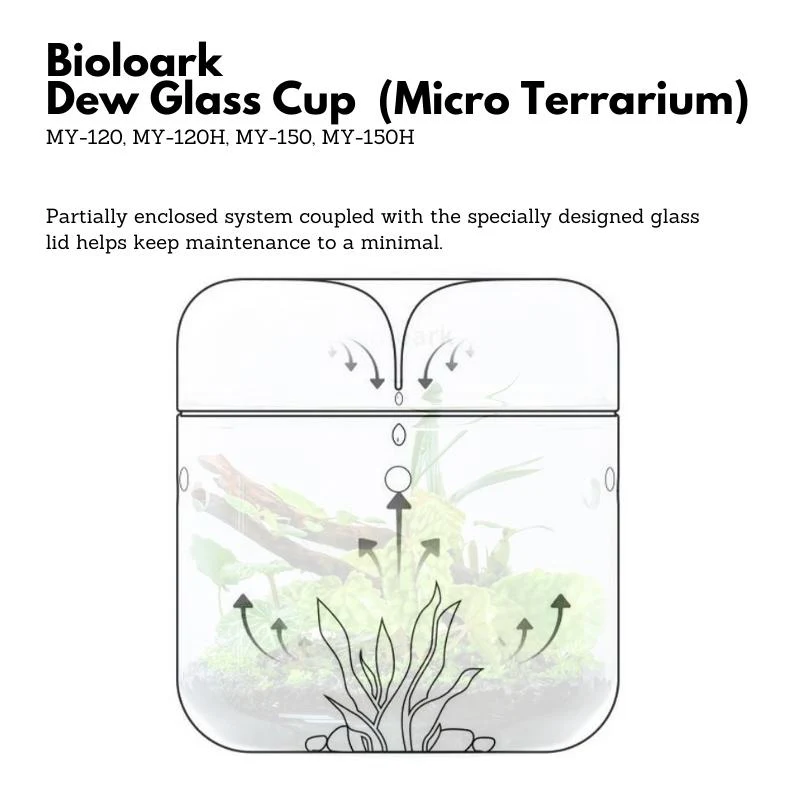 BIOLOARK Dew Glass Cup (Micro Terrarium) MY Series - Image 14