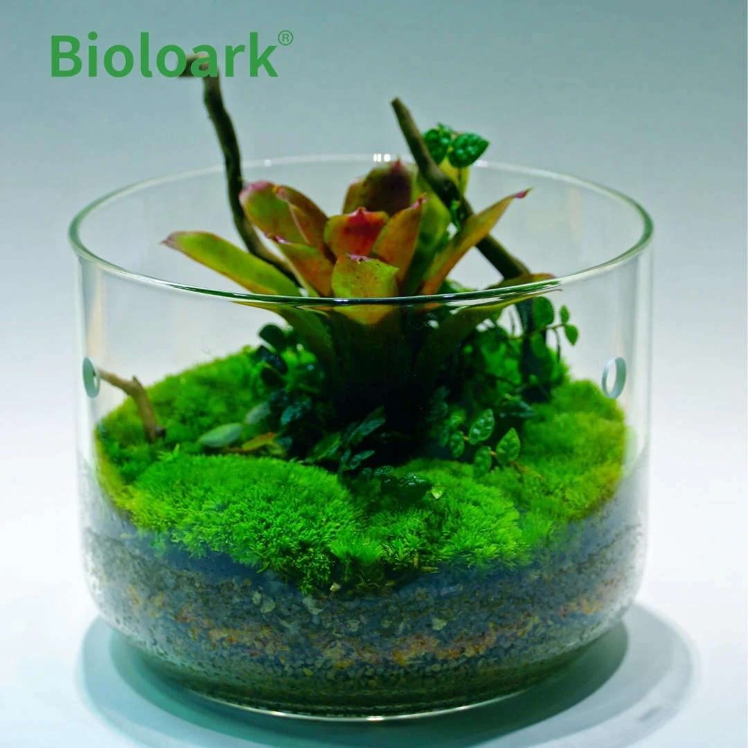 BIOLOARK Dew Glass Cup (Micro Terrarium) MY Series - Image 7