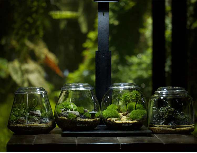 BIOLOARK Mini Bubble Cup Series (One/ Three Cup) - (Landscape Creation) - Image 5