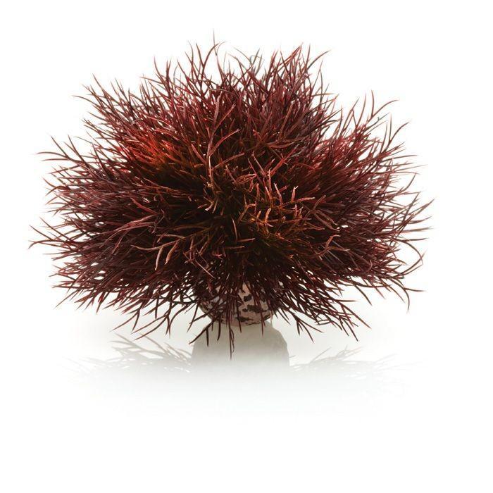 biOrb Aquatic Sea Lily - Image 4