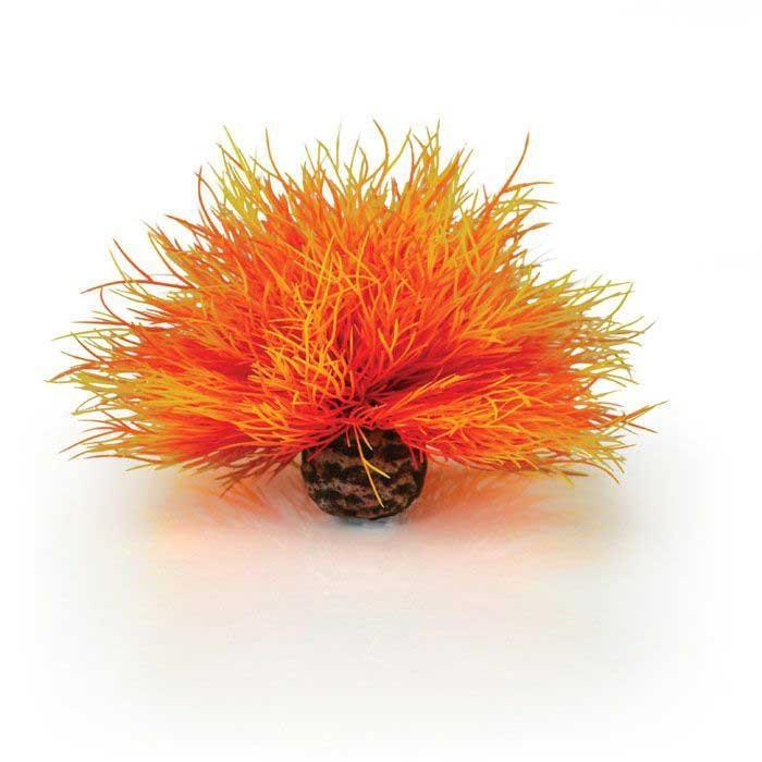 biOrb Aquatic Sea Lily - Image 5