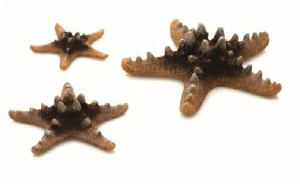 biOrb Sea Stars Set of 3 - Image 2