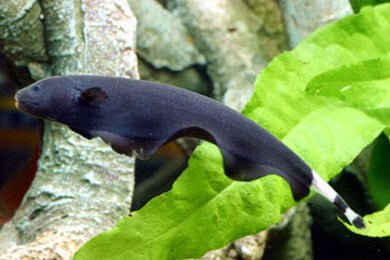 Black Ghost Knife fish - Image 2