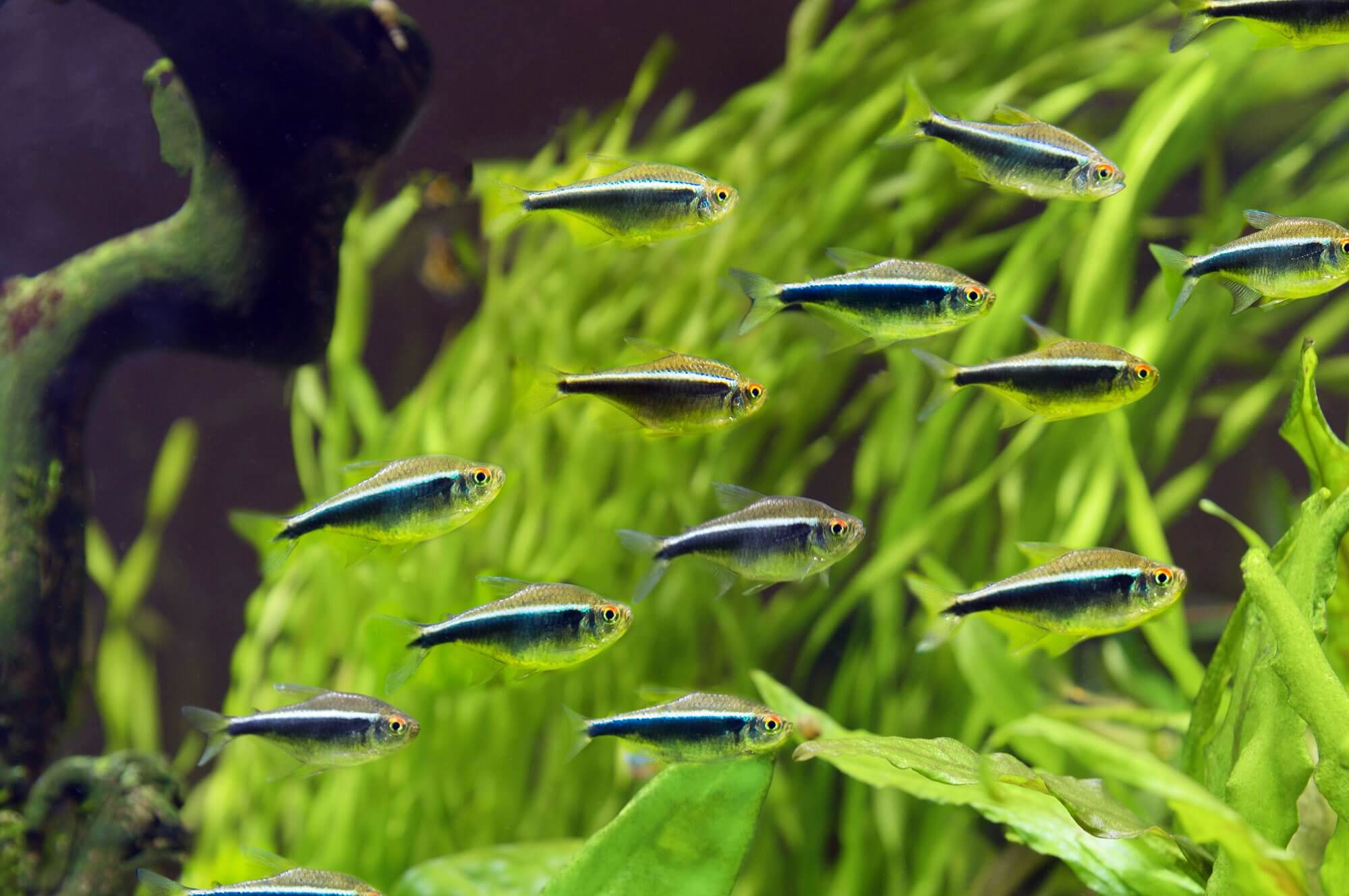 Black Neon Tetra - Image 2