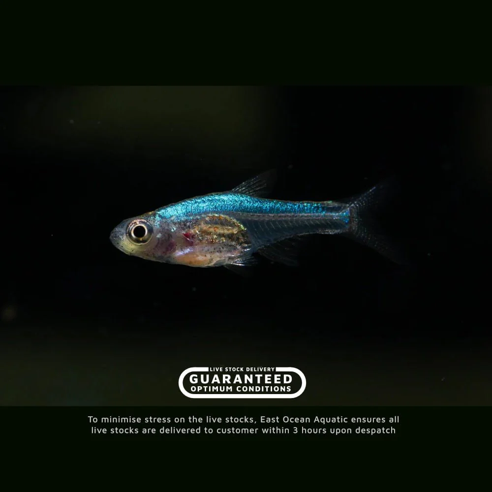 Blue Axelrodi Rasboras