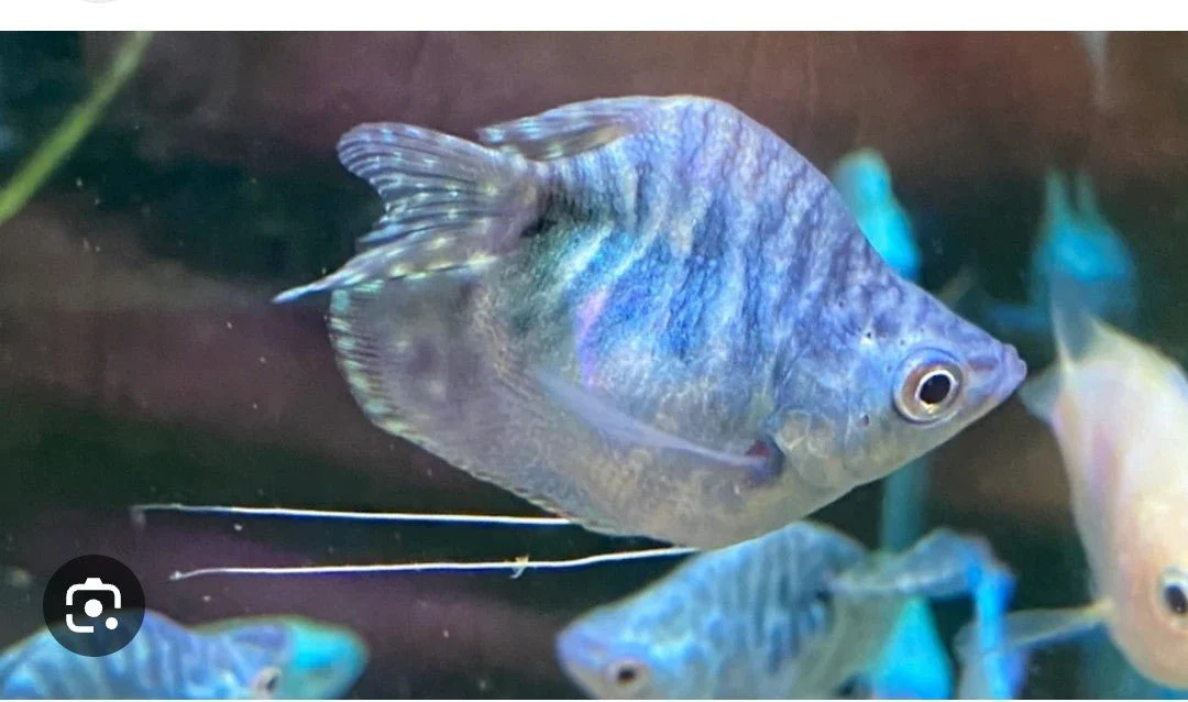 Blue Balloon marble Gourami