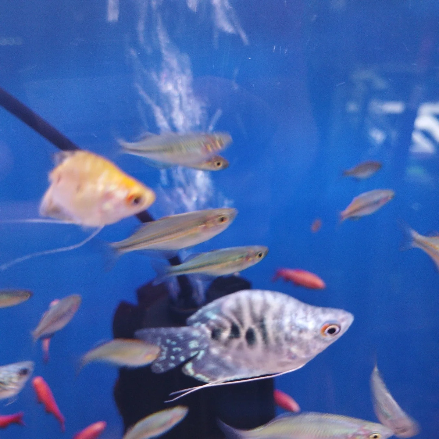Blue Balloon marble Gourami - Image 3