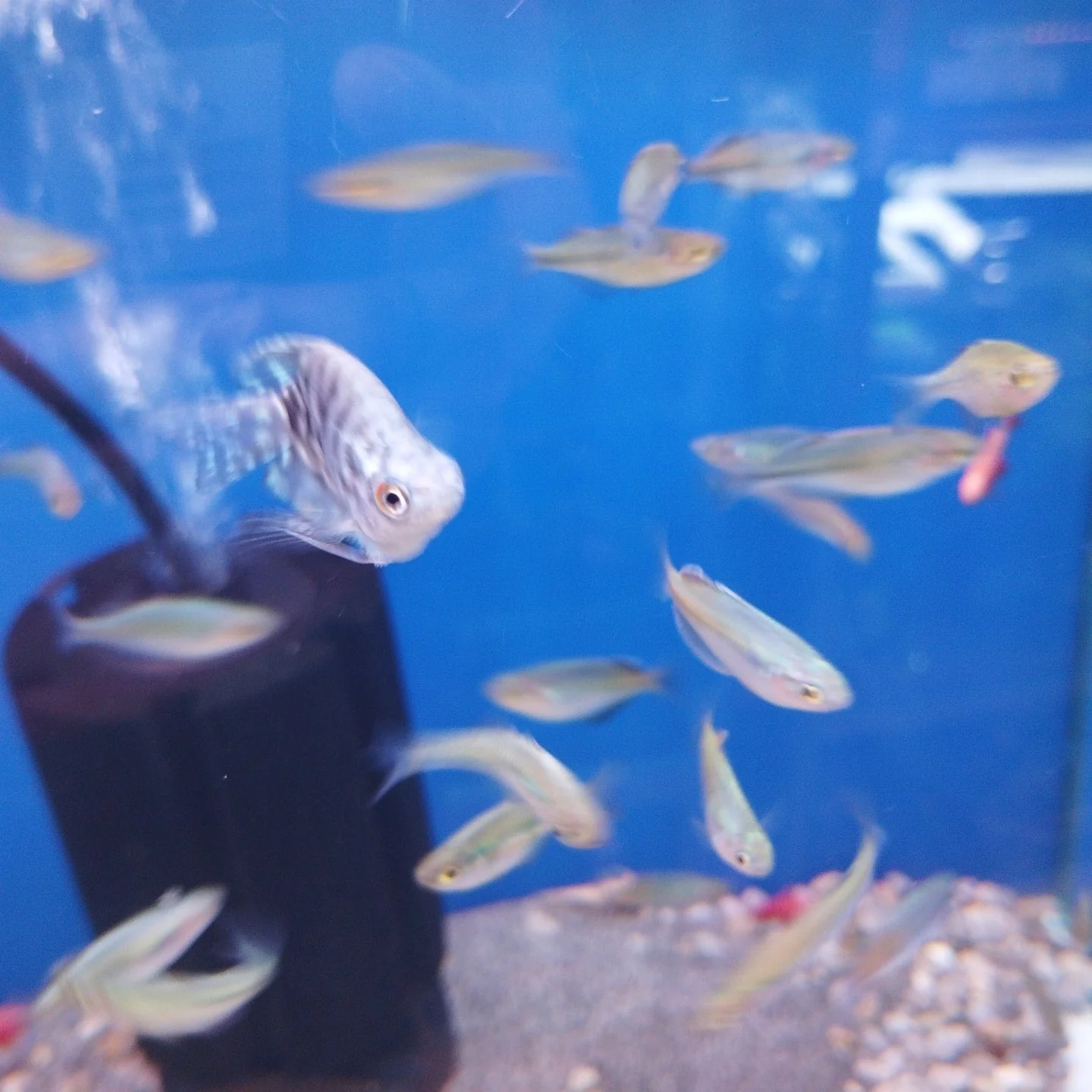 Blue Balloon marble Gourami - Image 4