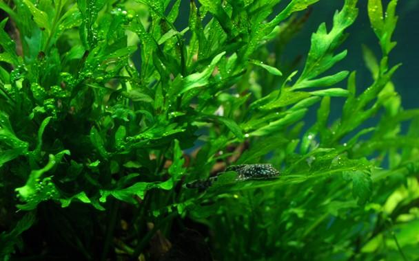 Tropica Bolbitis Heudelotii On Wood - Image 3