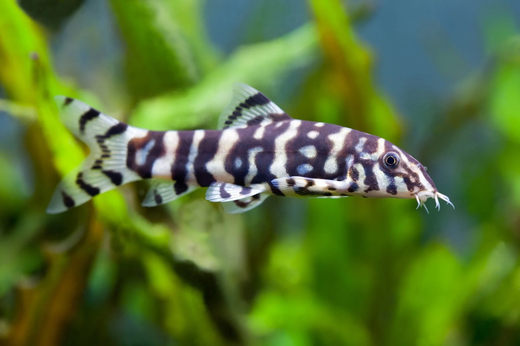Botia Loach