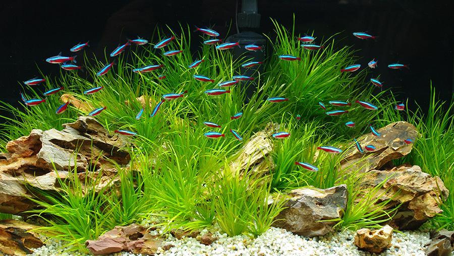 Cardinal Tetra - Image 3
