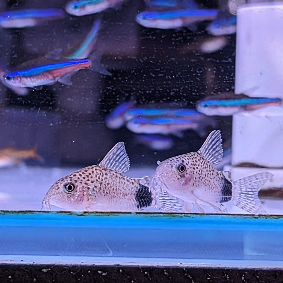 Caudimaculatus Corydoras