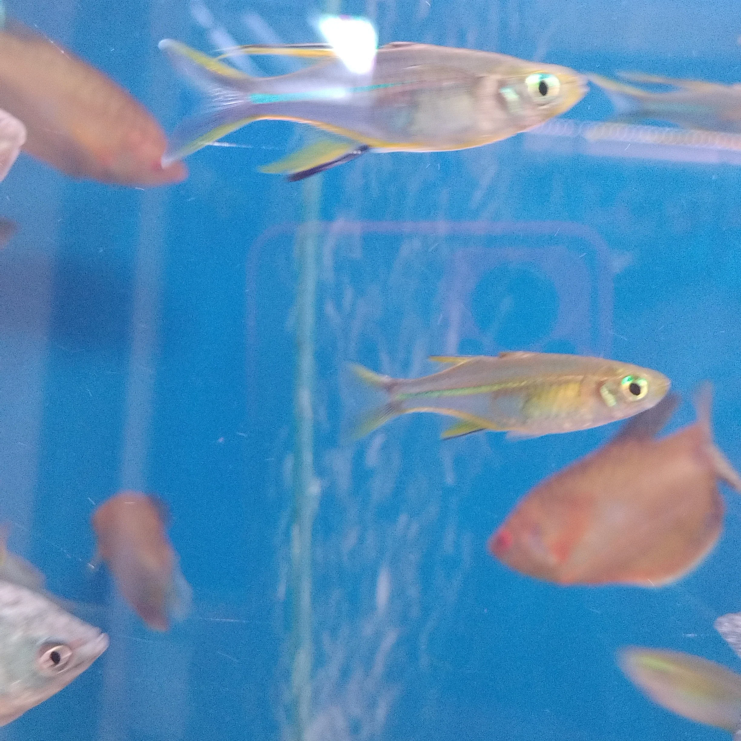 Celebes Rainbowfish