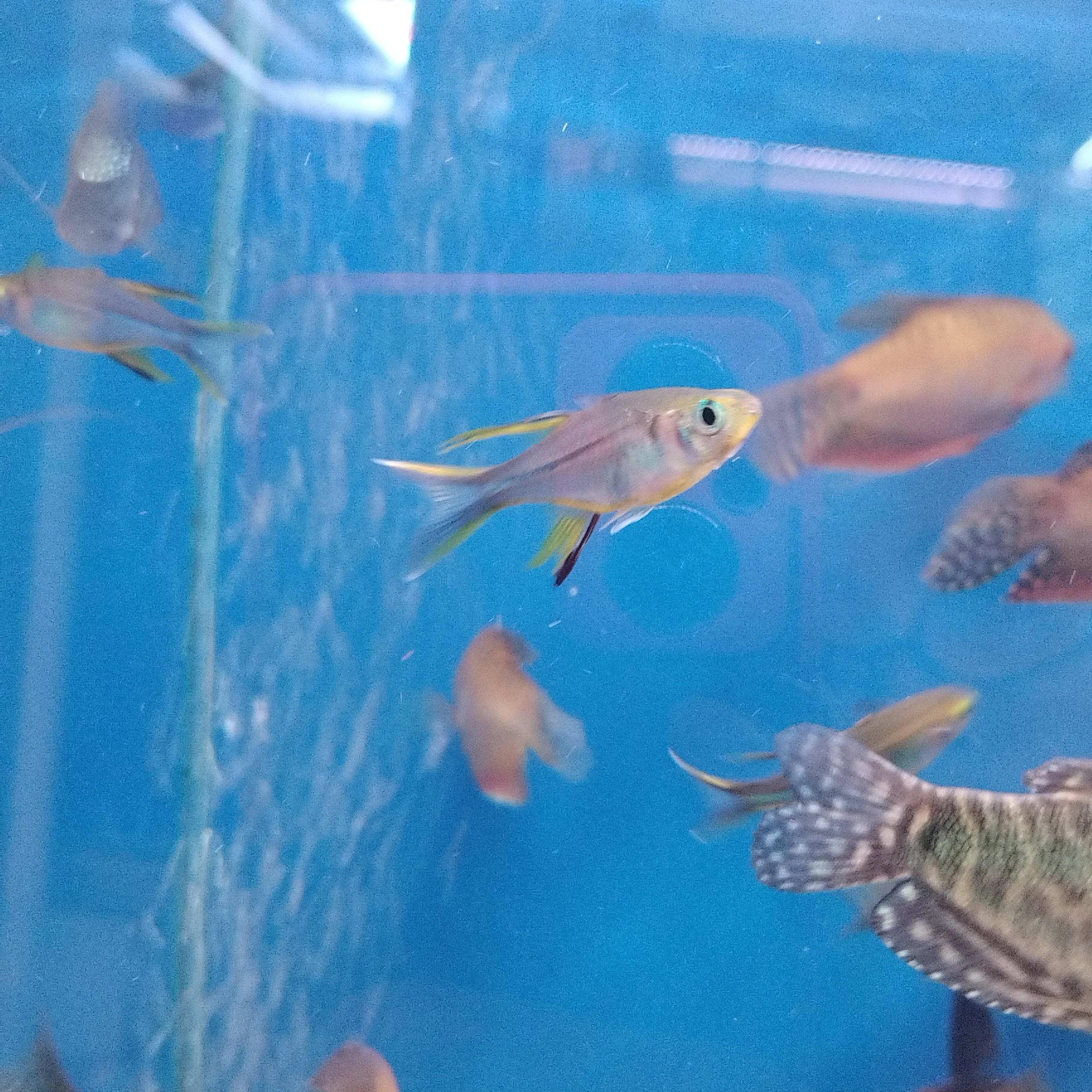 Celebes Rainbowfish - Image 2