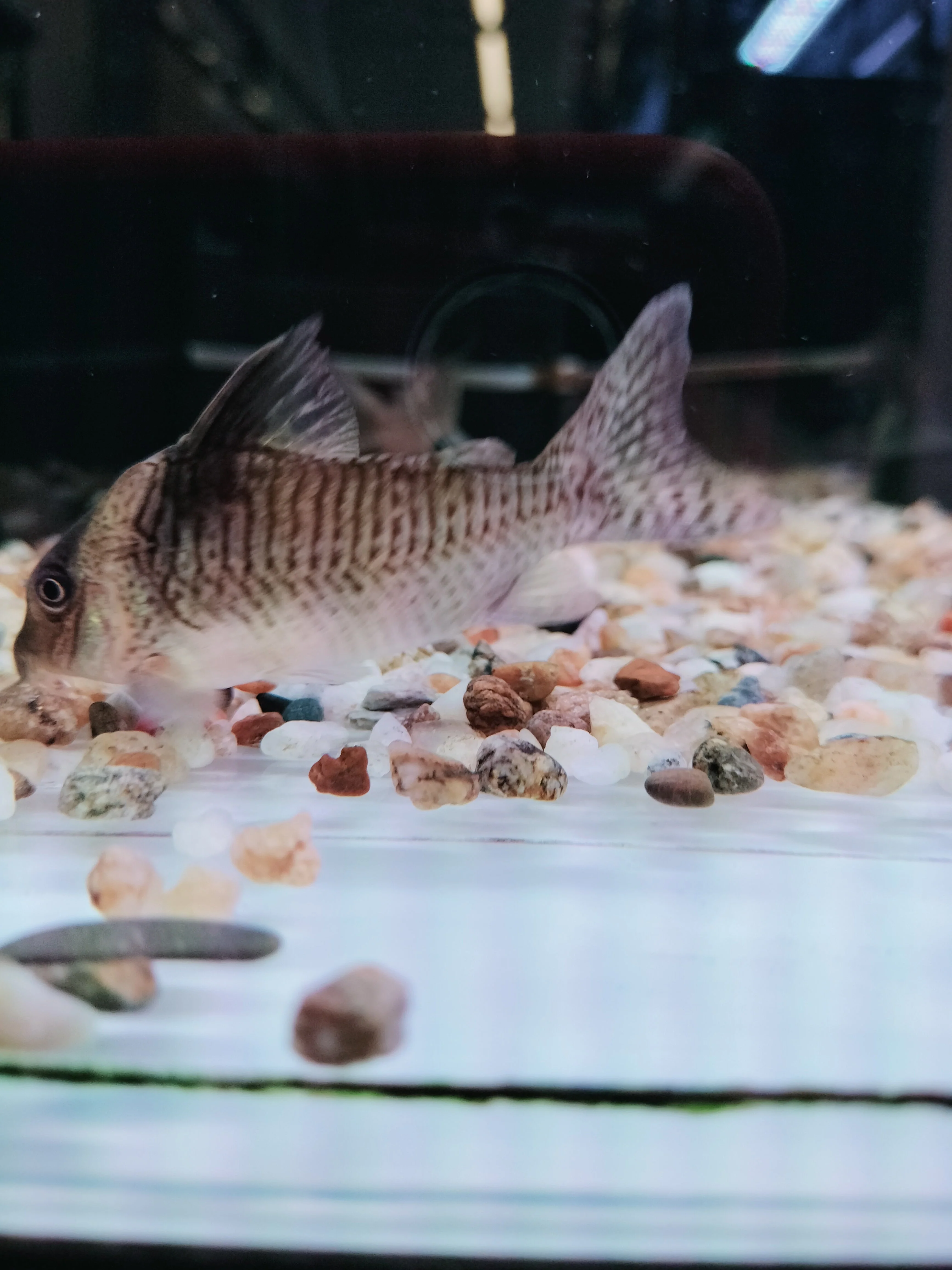 Black Sail Corydoras - Image 2