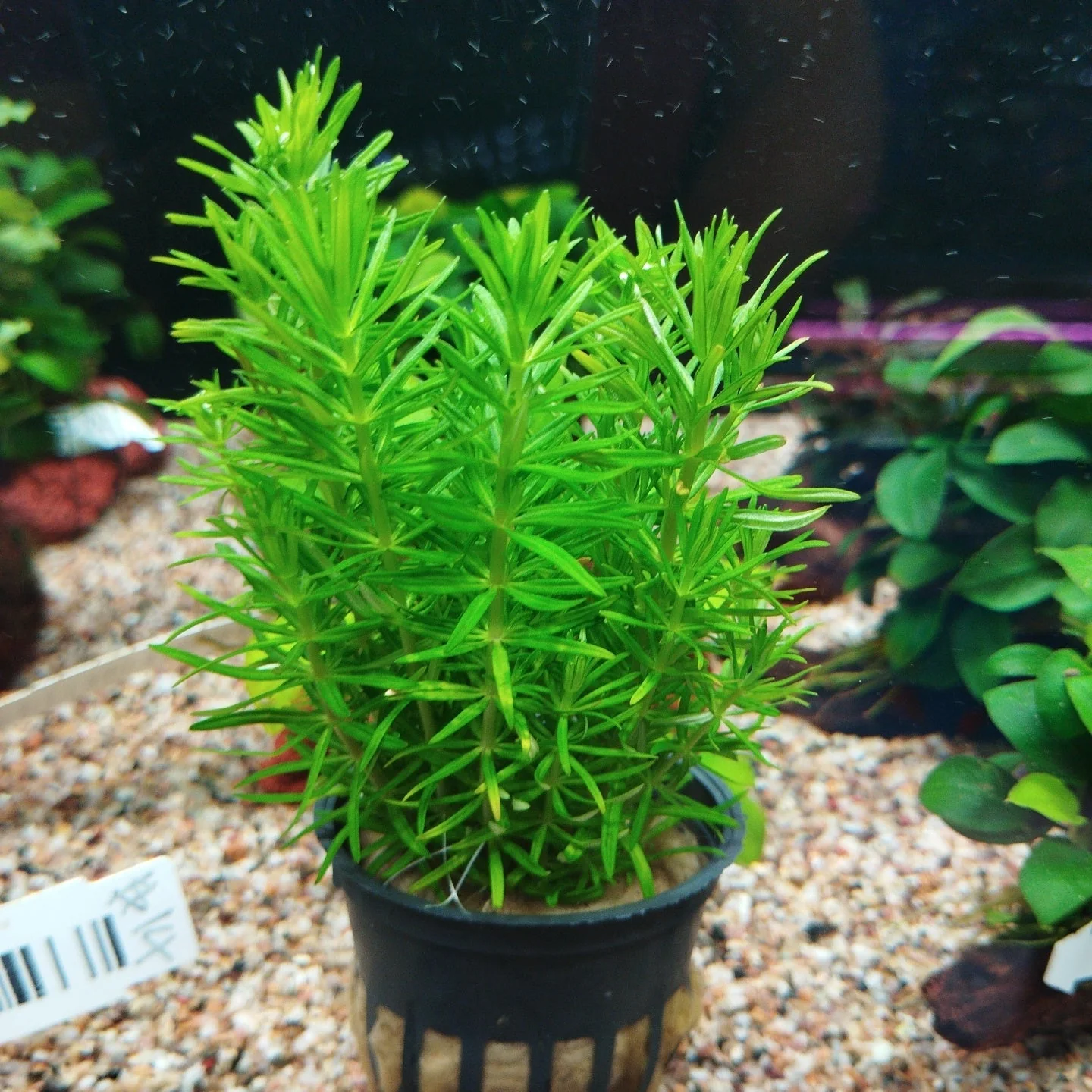 TCulture Pogostemon erectus (Pot/TC Cup) - Image 2