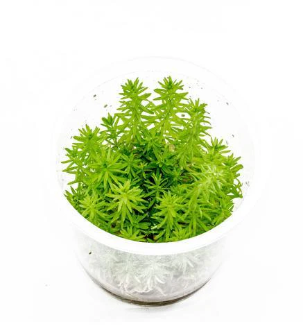TCulture Pogostemon erectus (Pot/TC Cup) - Image 3