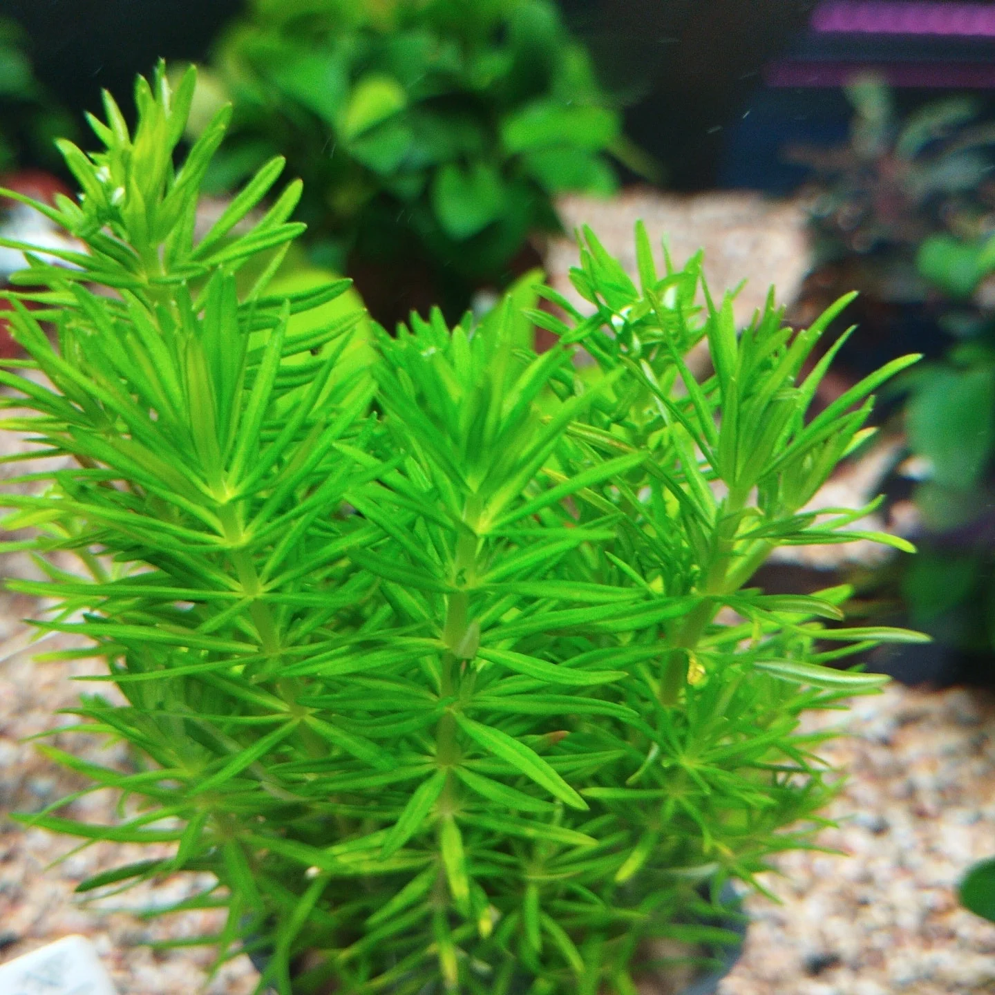 TCulture Pogostemon erectus (Pot/TC Cup) - Image 4