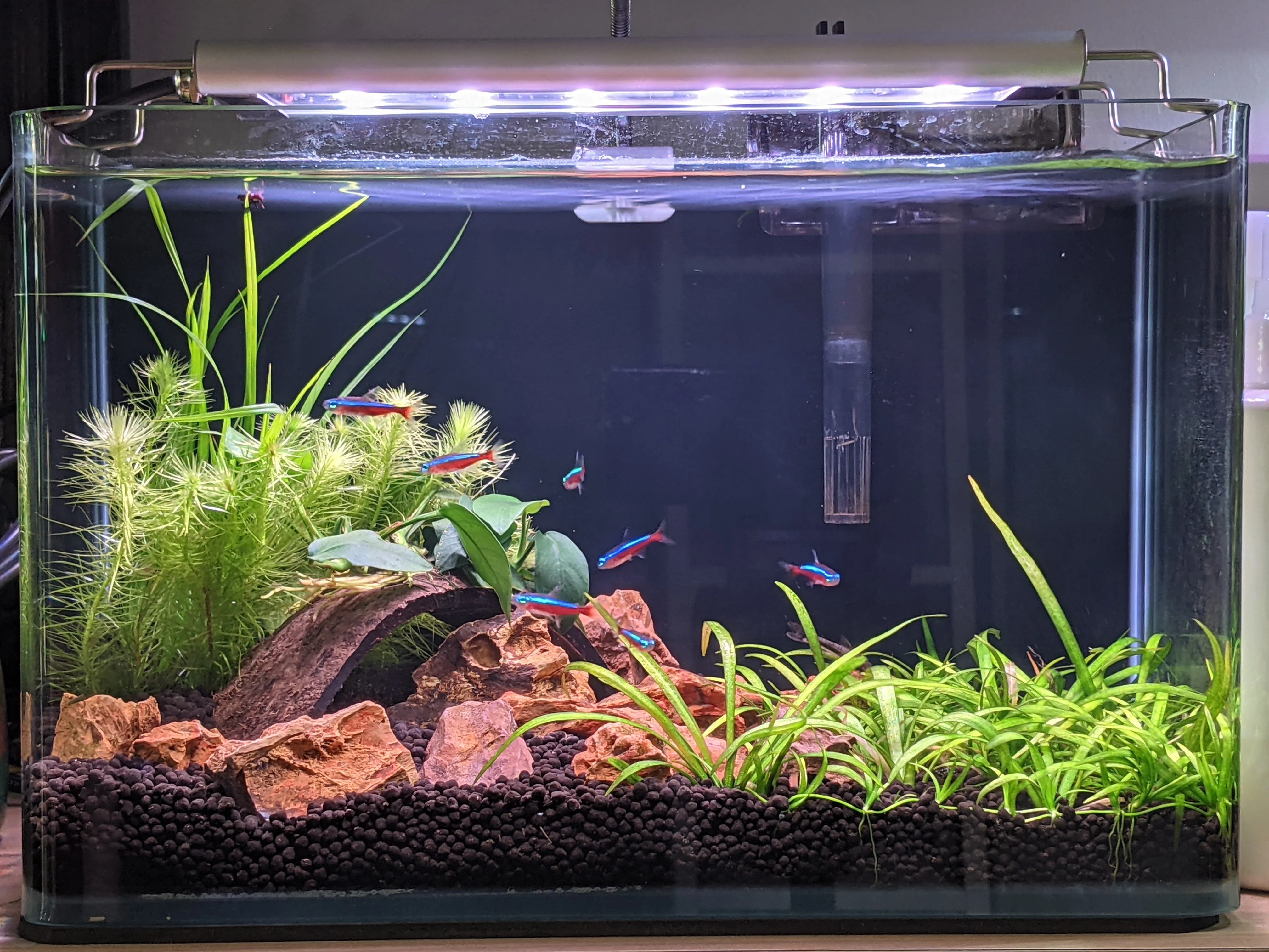 FROK A1 LED Nature (5 mode colour controllable) (30-180cm) POPULAR - Image 10