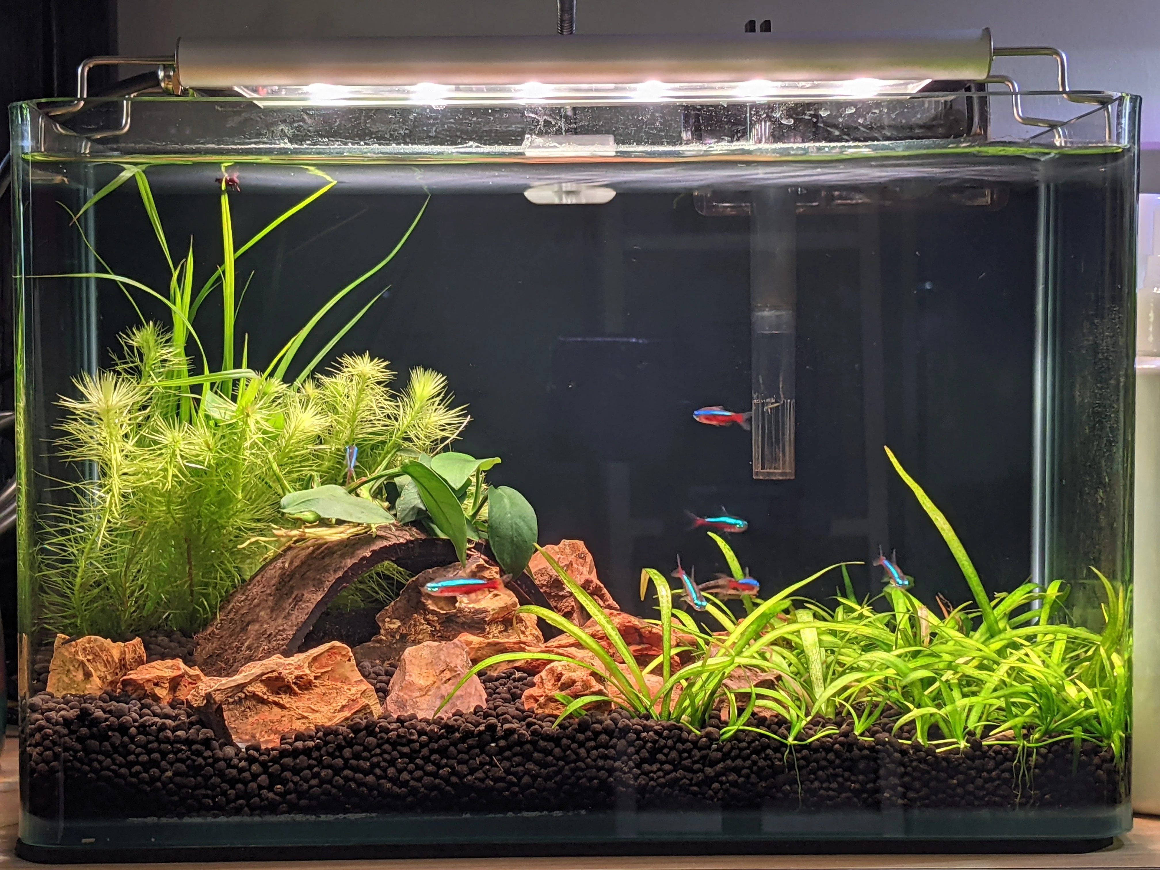 FROK A1 LED Nature (5 mode colour controllable) (30-180cm) POPULAR - Image 11