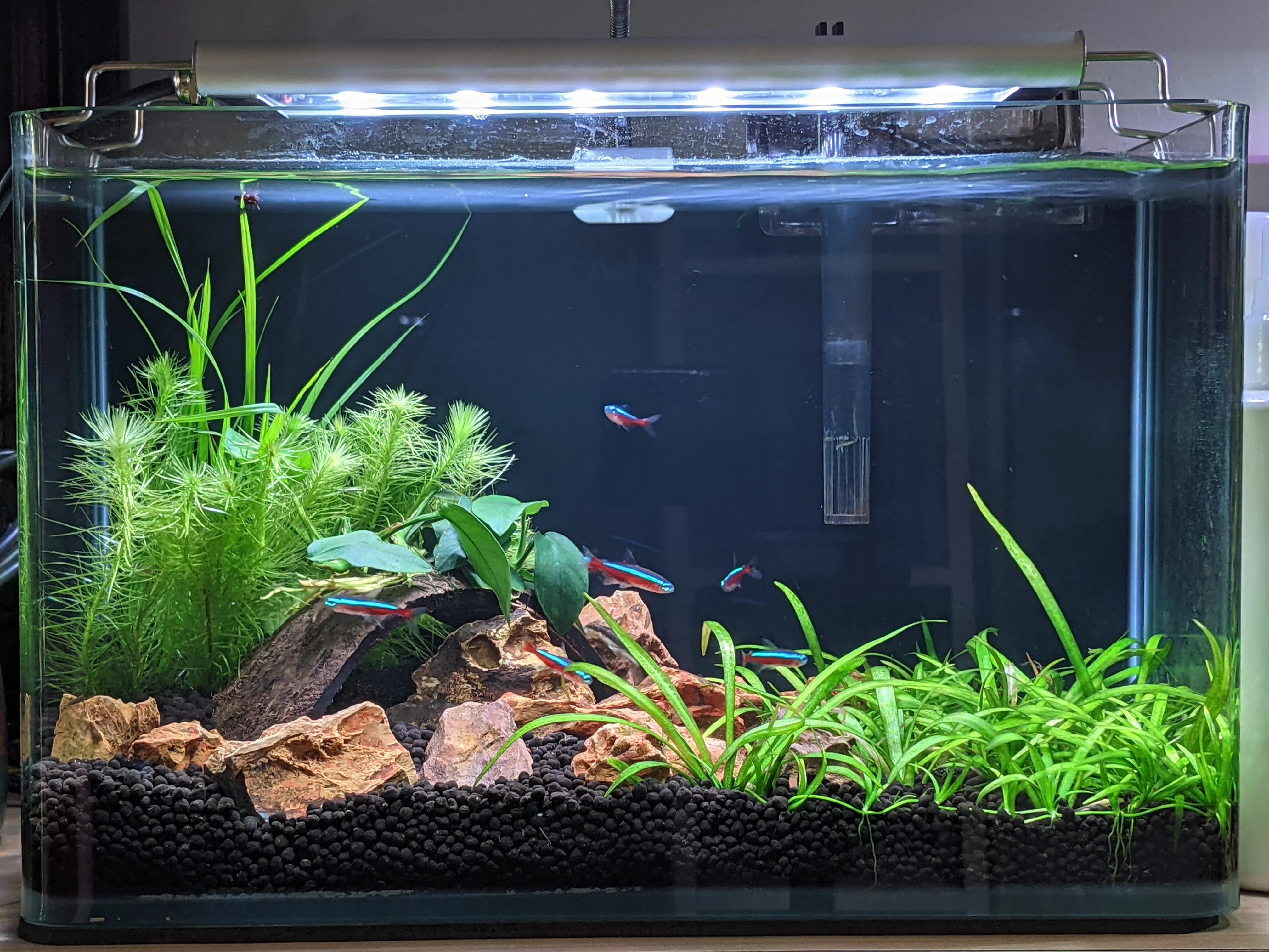 FROK A1 LED Nature (5 mode colour controllable) (30-180cm) POPULAR - Image 12