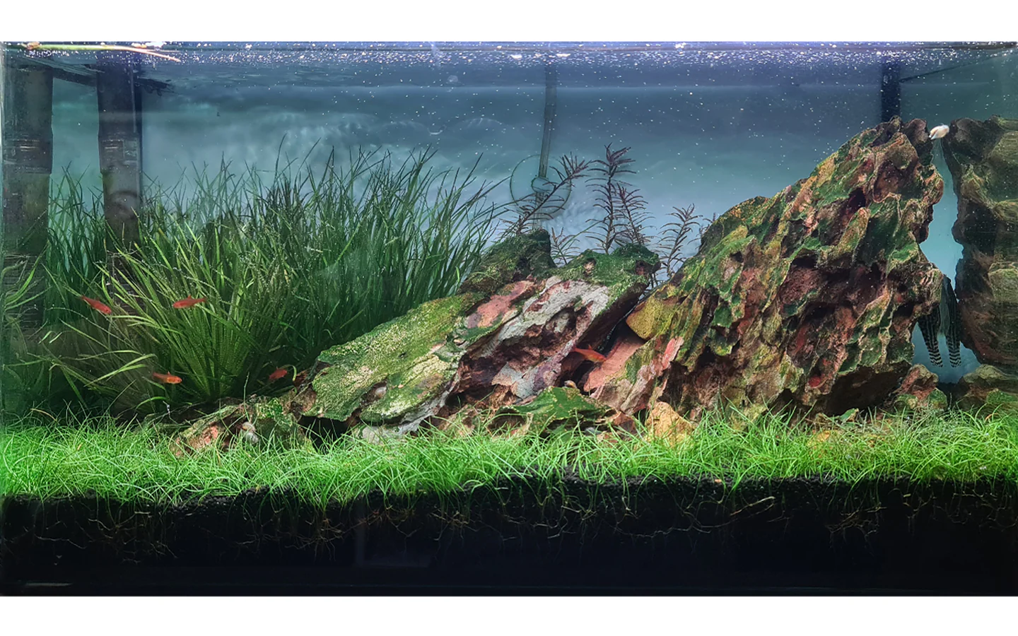 FROK A1 LED Nature (5 mode colour controllable) (30-180cm) POPULAR - Image 8