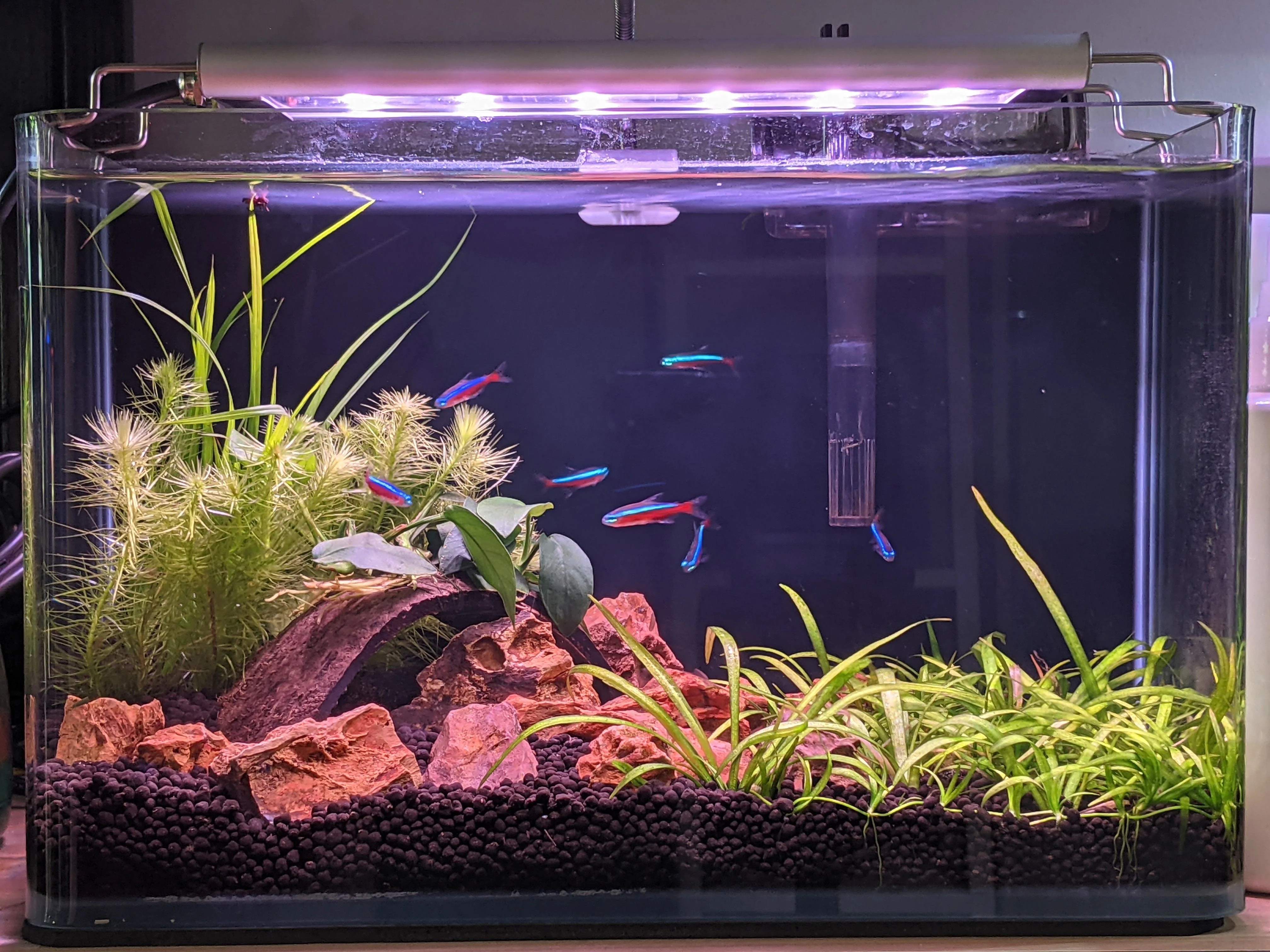 FROK A1 LED Nature (5 mode colour controllable) (30-180cm) POPULAR - Image 9