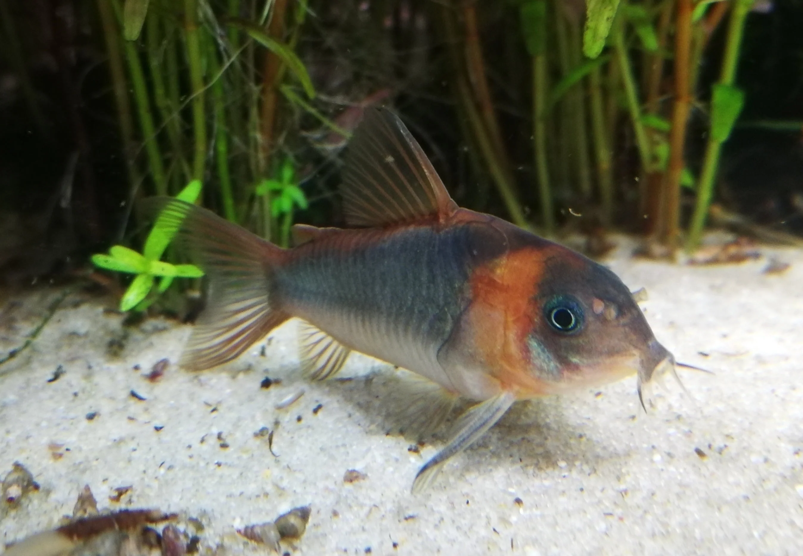 Eques Corydoras