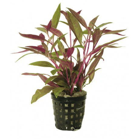 TCulture Alternanthera Reineckii 'Mini' (Pot/TC Cup) - Image 2