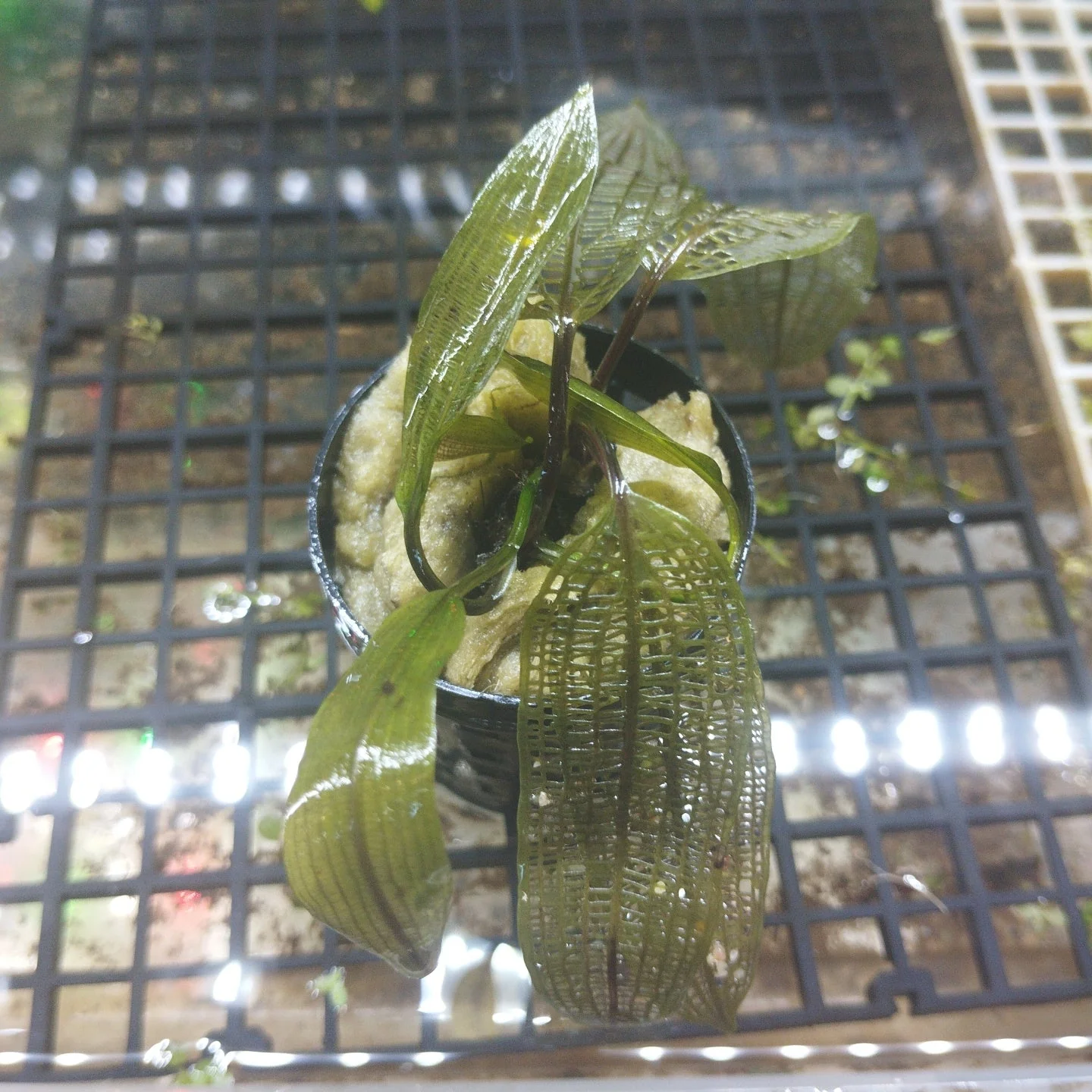 TCulture Aponogeton Madagascariensis (Pot)
