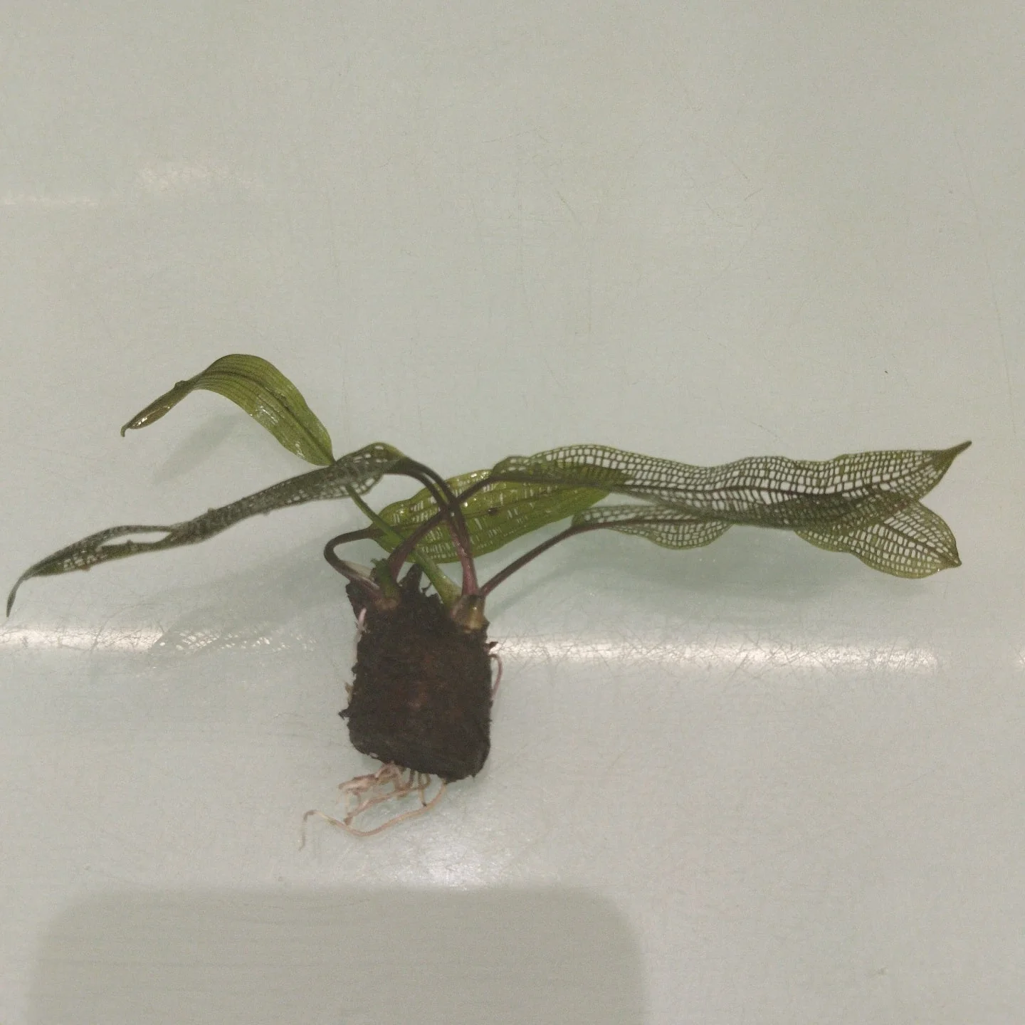 TCulture Aponogeton Madagascariensis (Pot) - Image 2