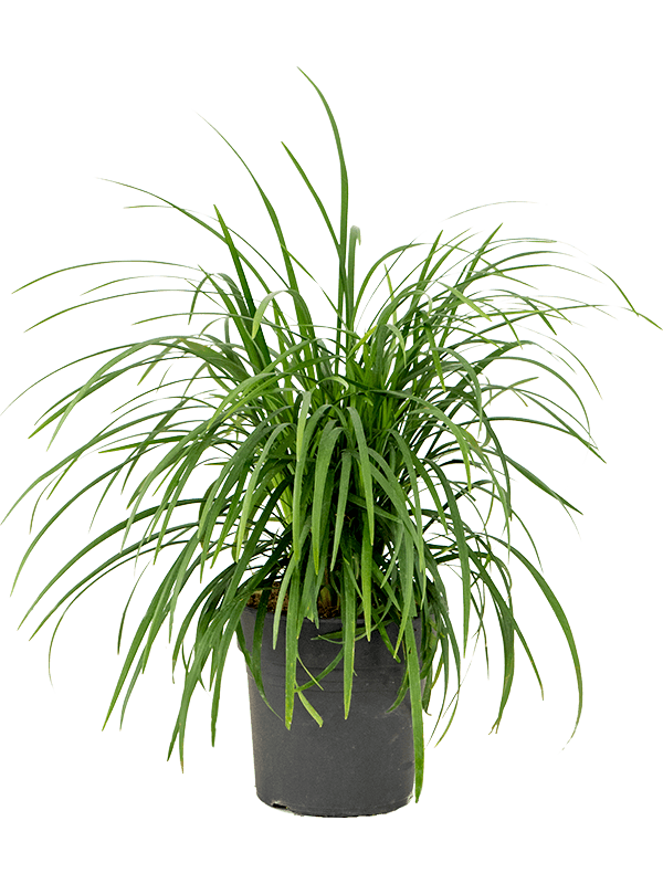 TCulture Ophiopogon Japonica (Pot)