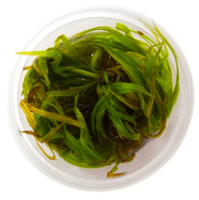TCulture Blyxa Japonica (Pot/TC Cup) - Image 2