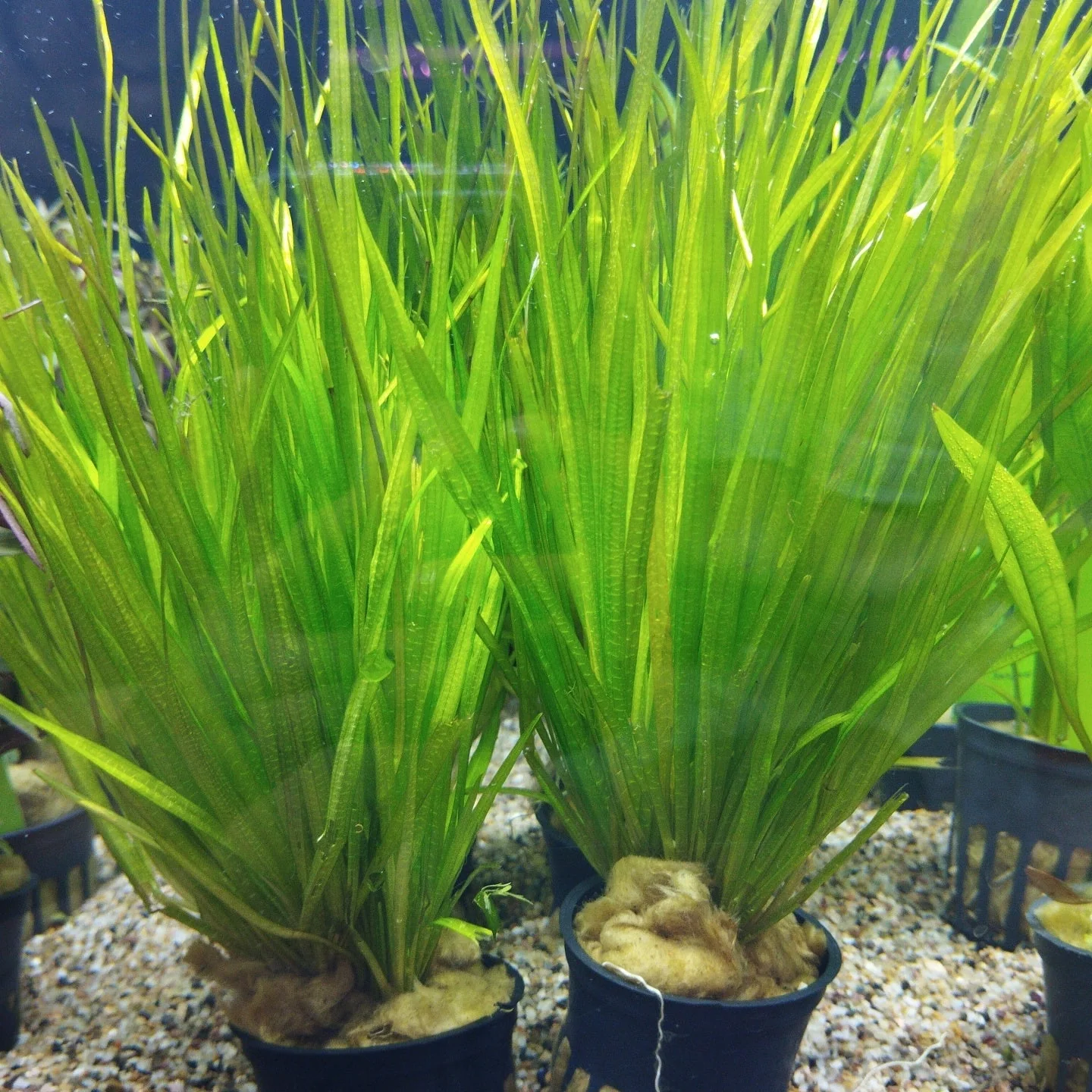 TCulture Blyxa Japonica (Pot/TC Cup) - Image 3