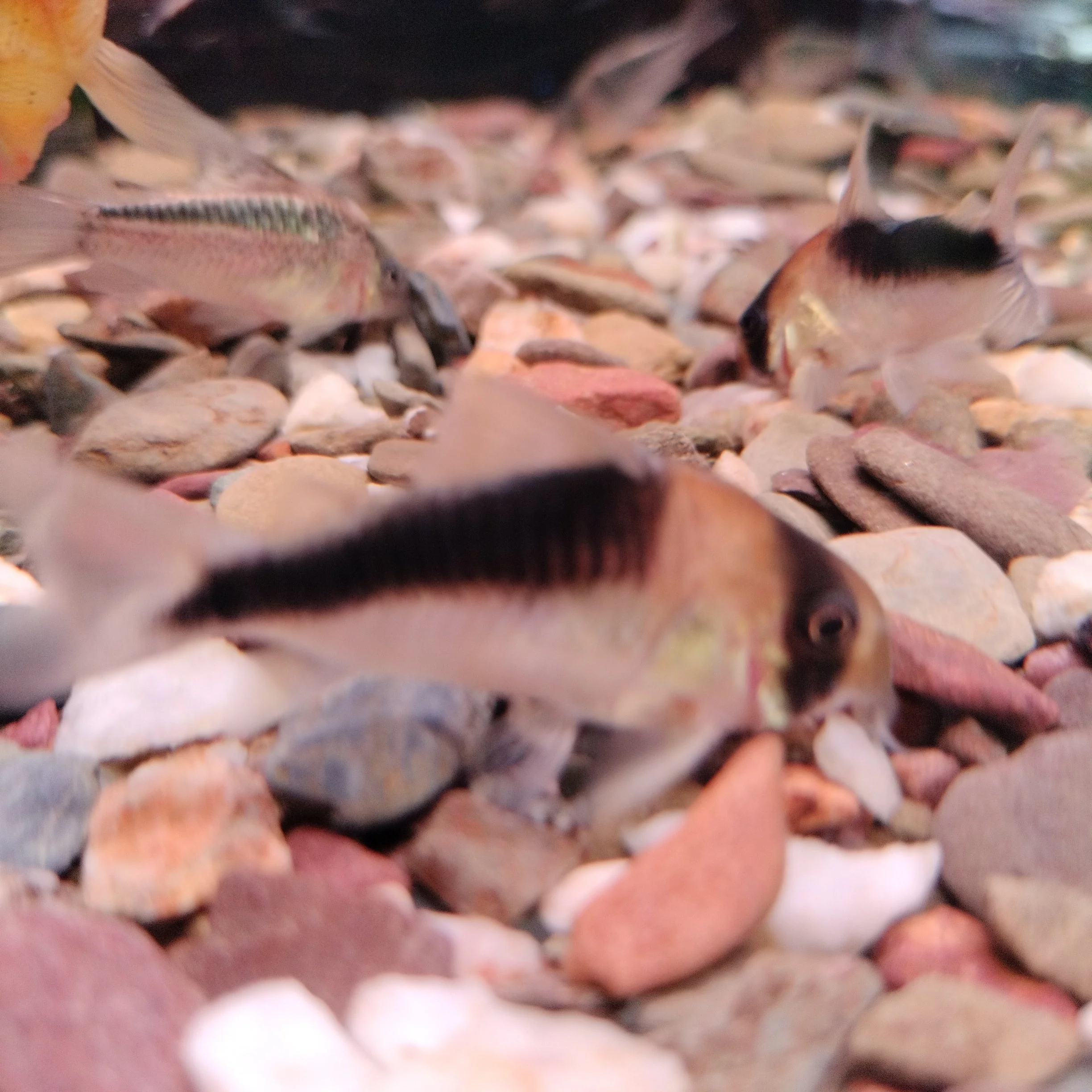 Corydoras sp . CW 106 - Image 2