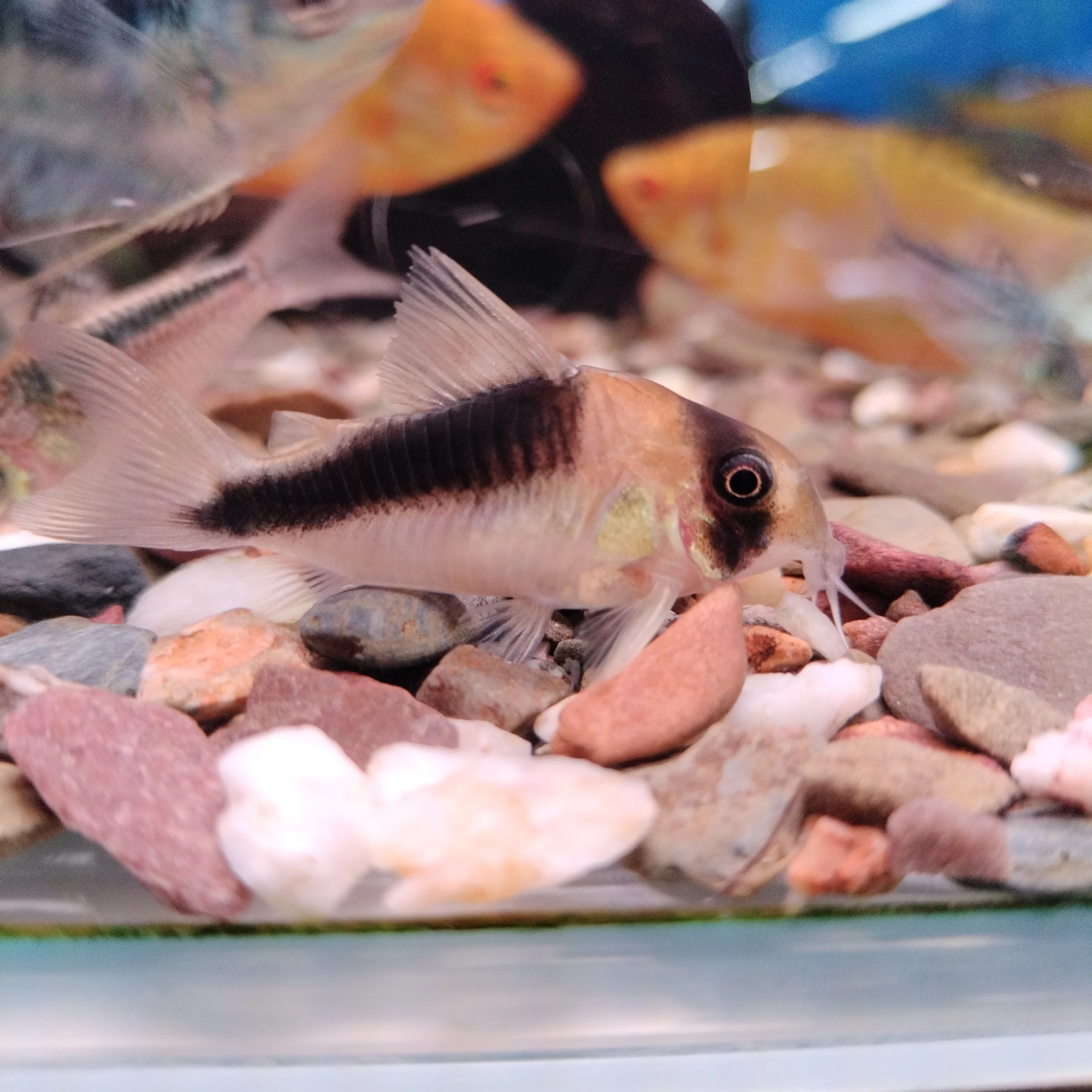 Corydoras sp . CW 106 - Image 3