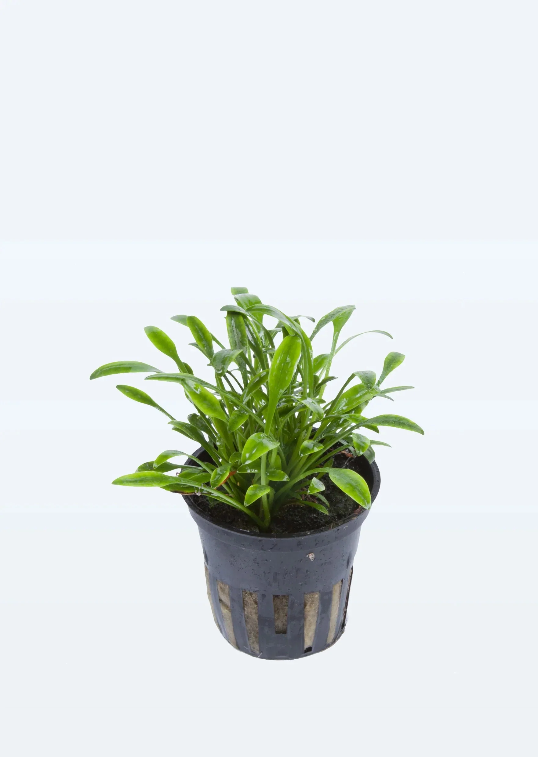 TCulture Cryptocoryne Parva (Pot/TC Cup) - Image 2