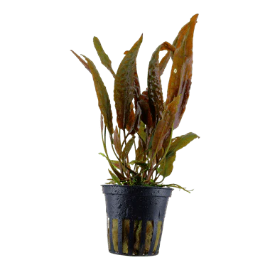 Tropica Cryptocoryne Usteriana in Pot