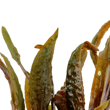 Tropica Cryptocoryne Usteriana in Pot - Image 2