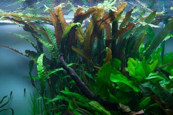 Tropica Cryptocoryne Usteriana in Pot - Image 3