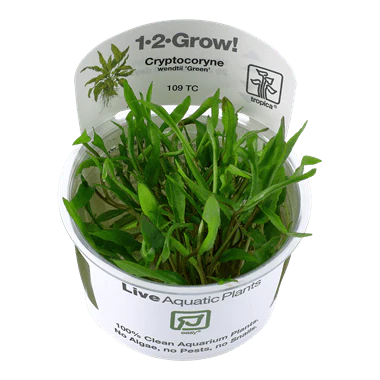 Tropica Cryptocoryne Wendtii 'Green' 1-2 GROW!