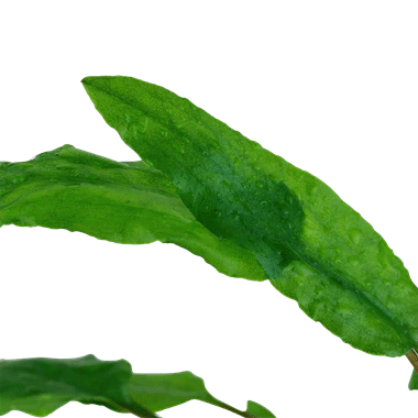 Tropica Cryptocoryne Wendtii 'Green' 1-2 GROW! - Image 2