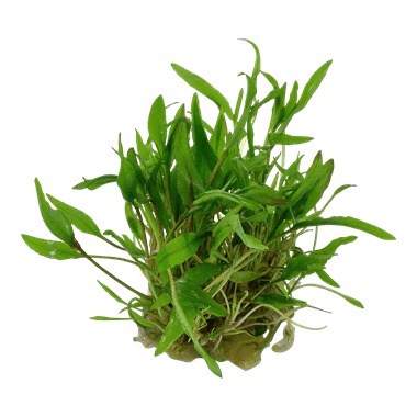 Tropica Cryptocoryne Wendtii 'Green' 1-2 GROW! - Image 3