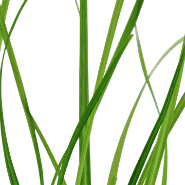 Tropica Cyperus Helferi in Pot - Image 2