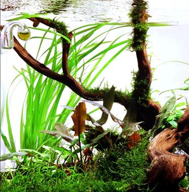 Tropica Cyperus Helferi in Pot - Image 3