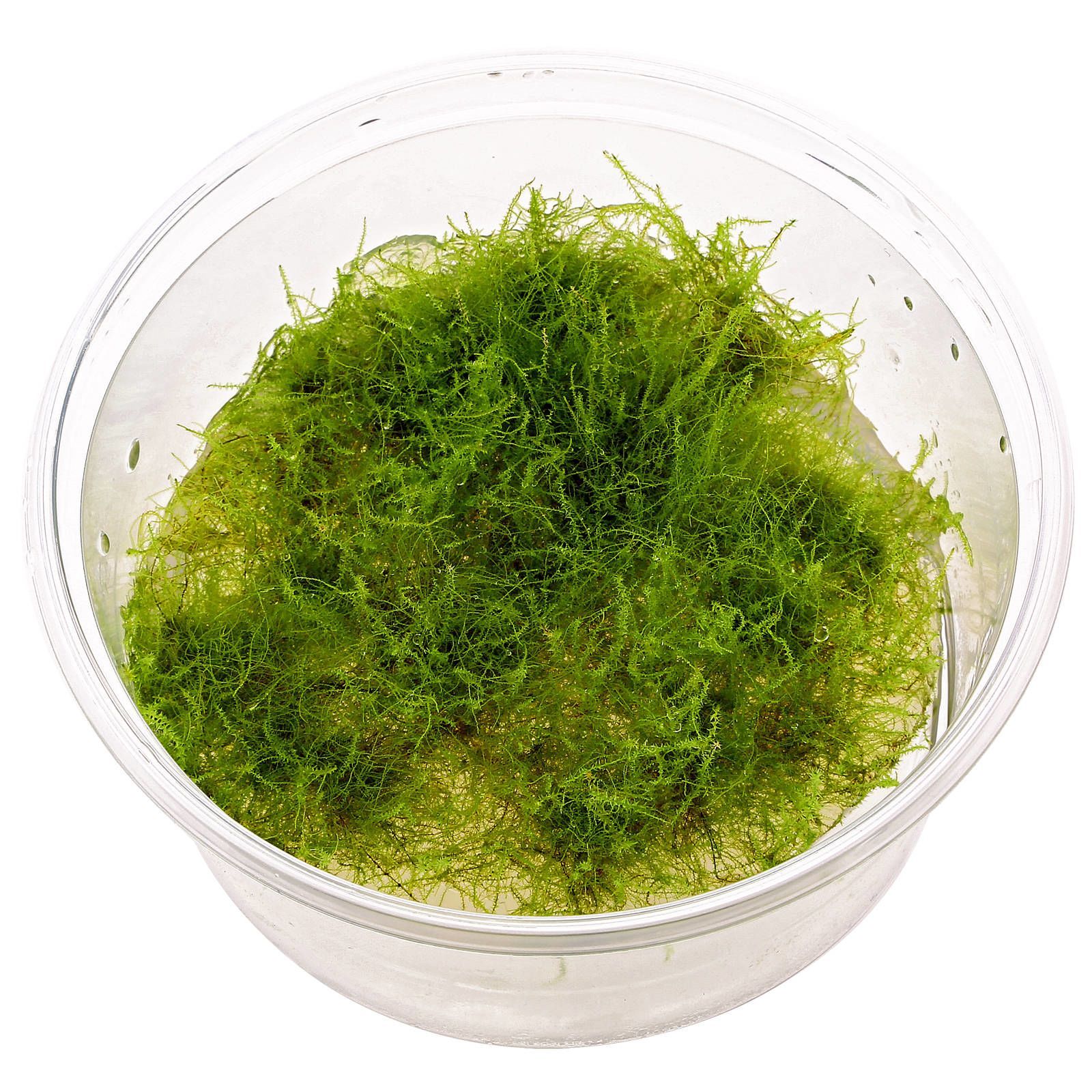 Dennerle Amblystegium Serpens TC