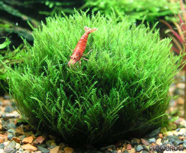 Dennerle Amblystegium Serpens TC - Image 2