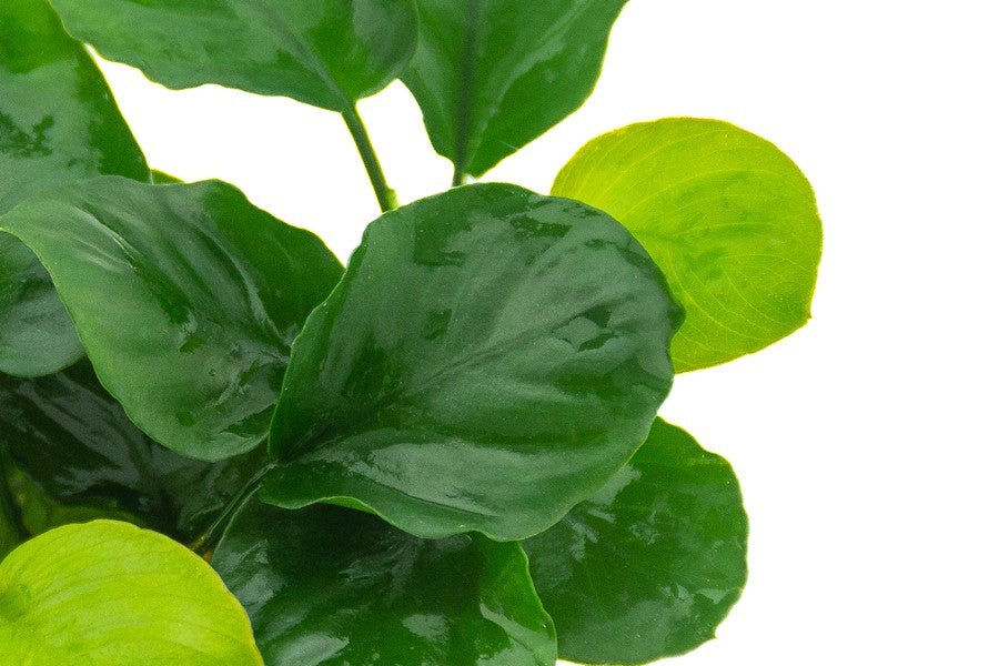 Dennerle Anubias barteri ´Coin Leaf´ - Image 2