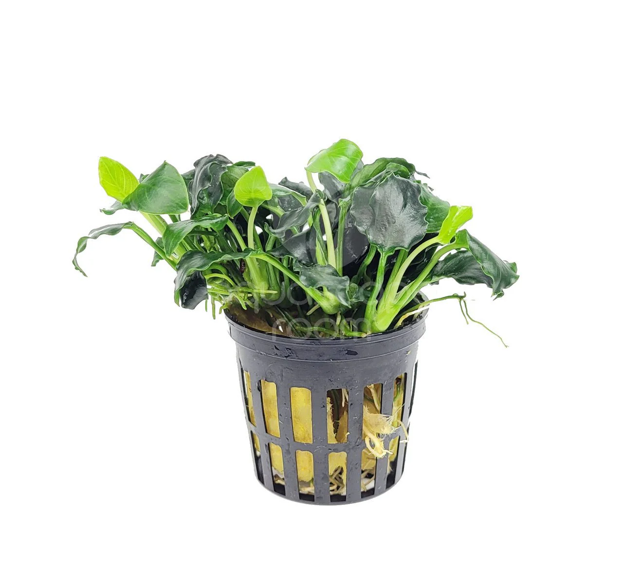 Dennerle Anubias nana ´Mini Kirin´