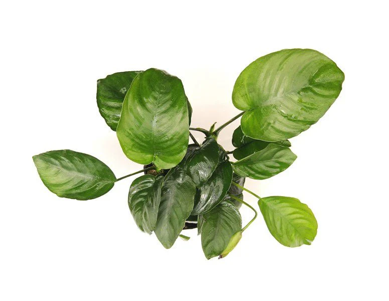 Dennerle Anubias barteri XXL